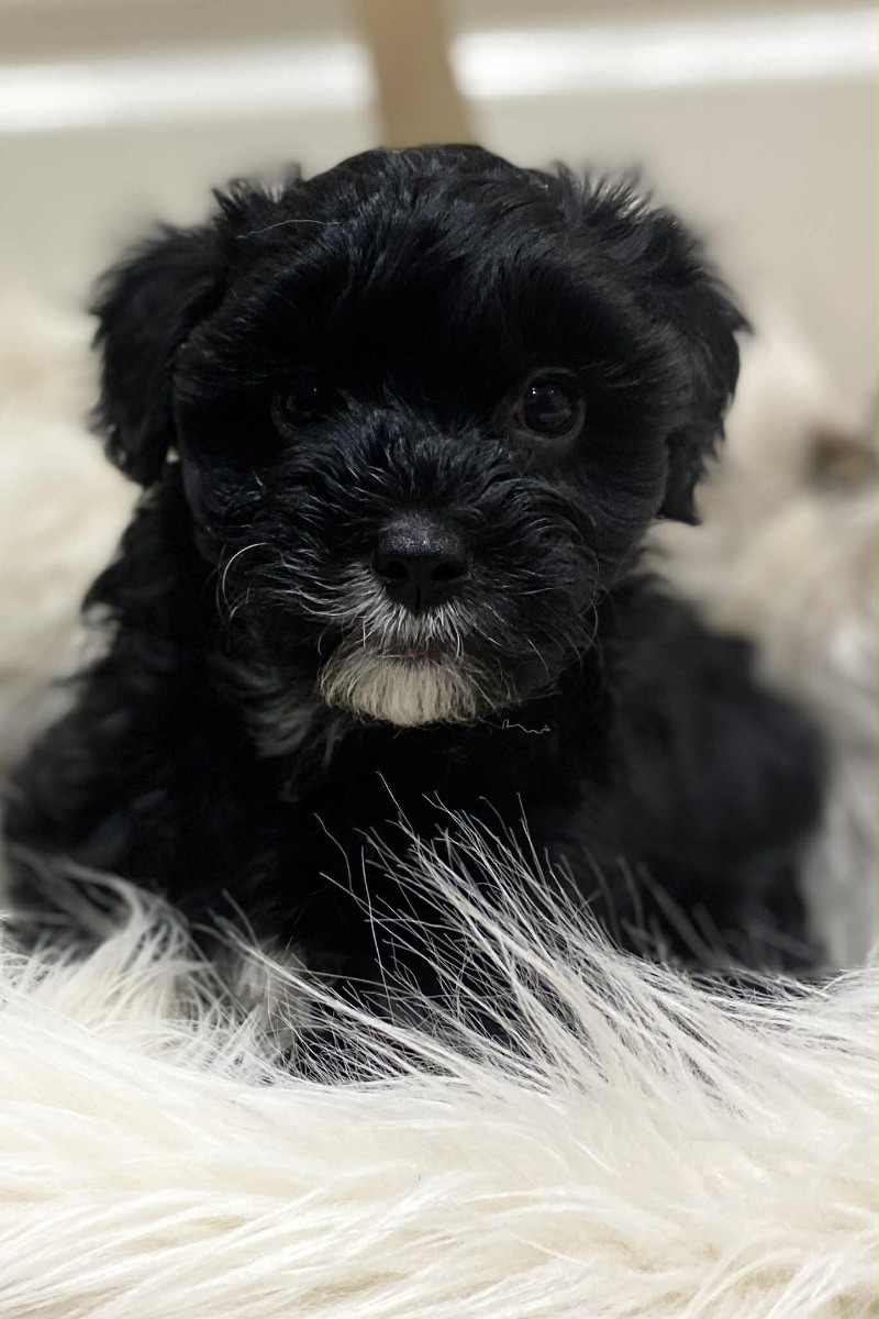 Yorkshireterrier och dvärgpudel · 2025-10-19 · Rimbo · Virginia I.