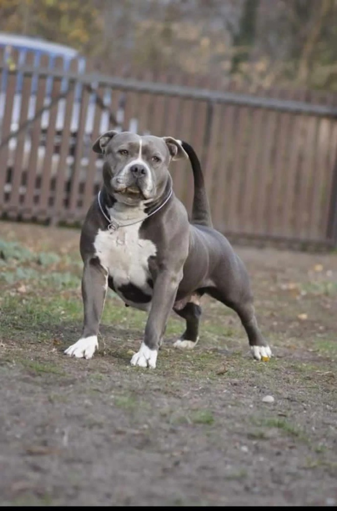 American bully