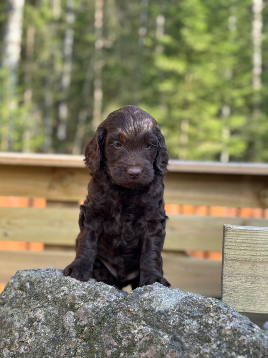 Isadoras Pudel och Cockerpoo