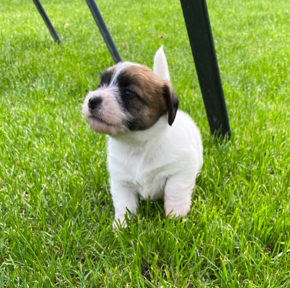 Jack russell terrier