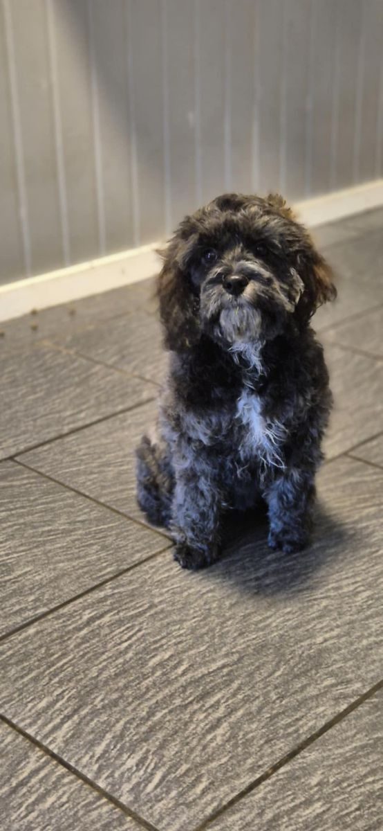 Cockerpoo