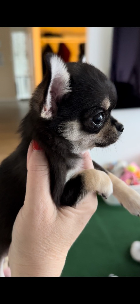 Mini chipette