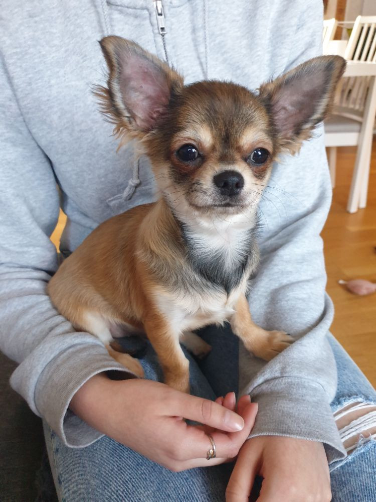 Rocco Pawz