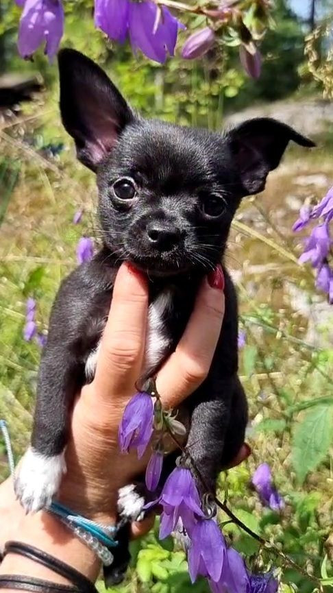 Chihuahua
