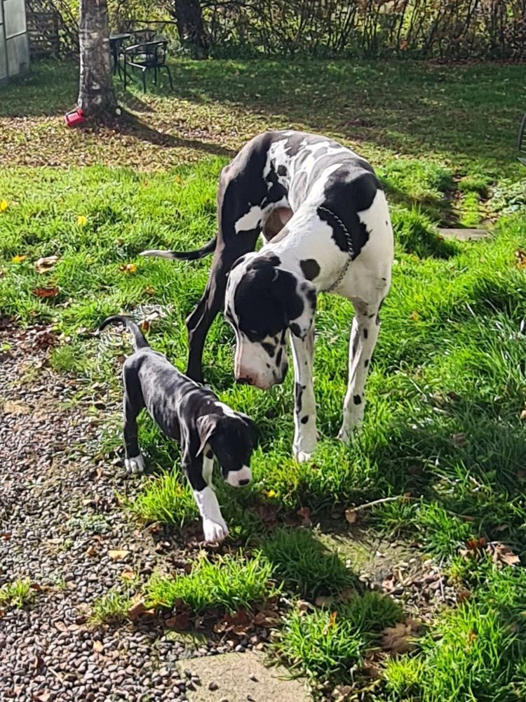 Great Dane (Grand danois)