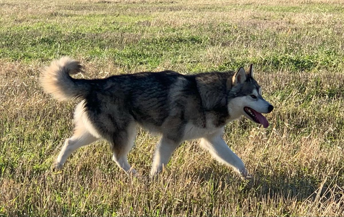 Alaskan Malamute