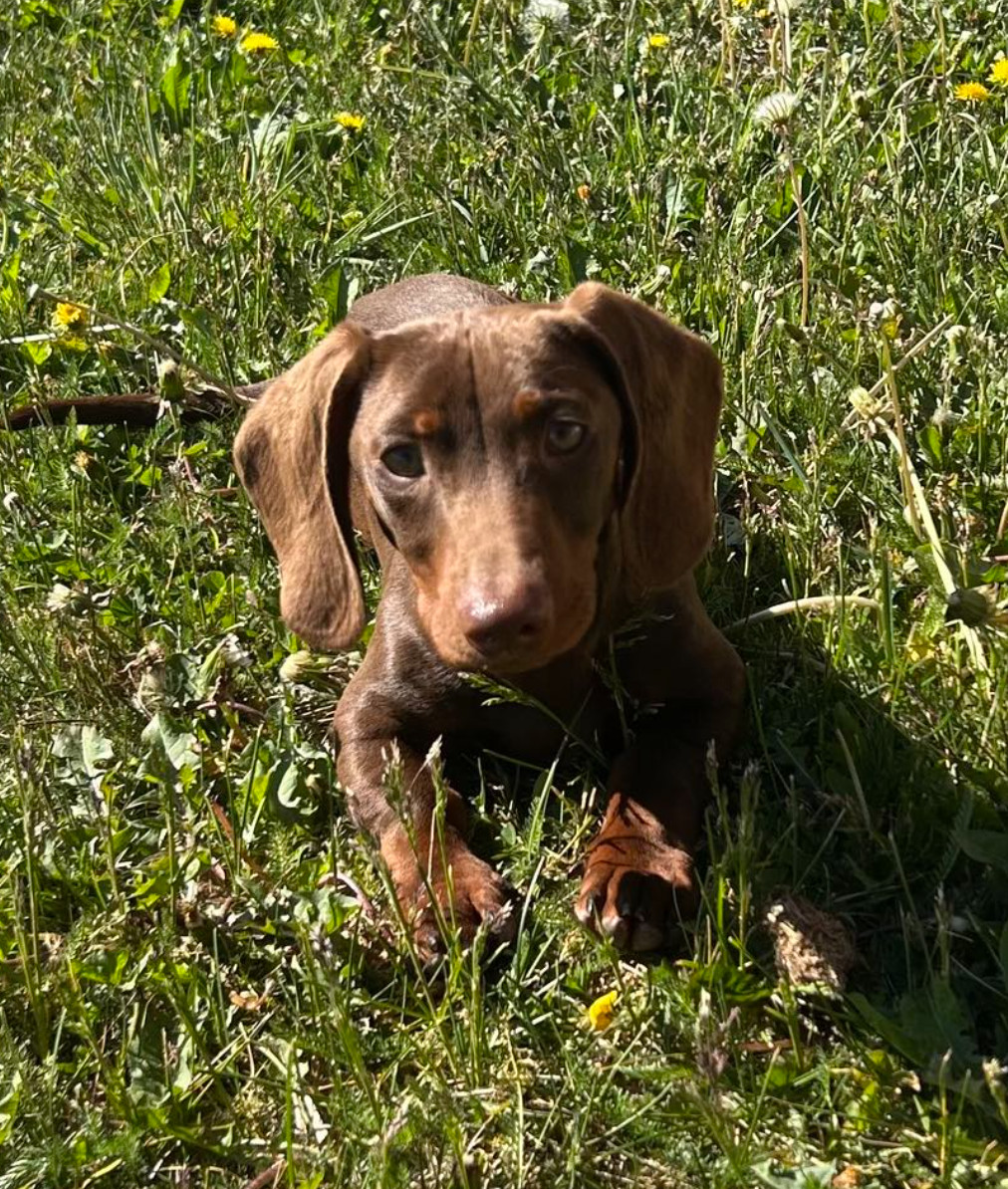 Dachshund