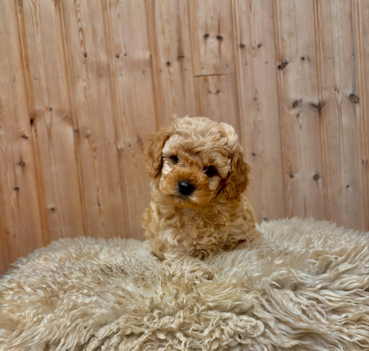 Cavapoo