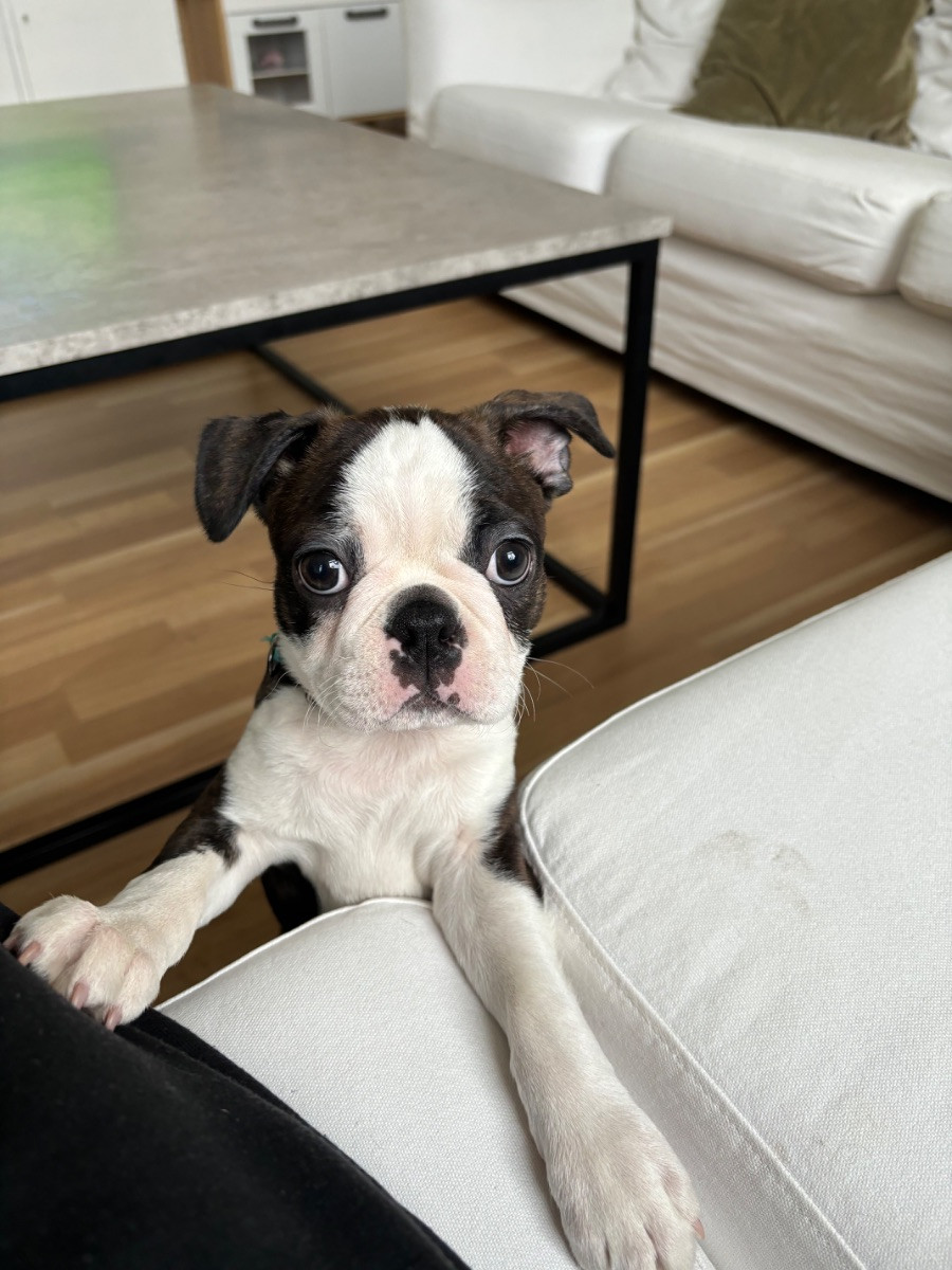 Boston terrier
