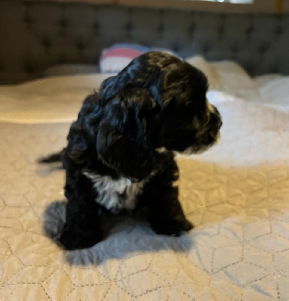 Royalcockerpoo
