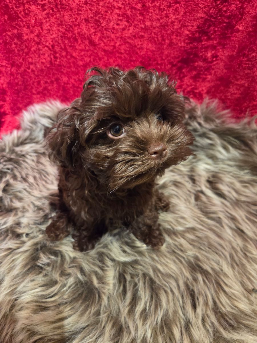 Russian Tsvetnaya Bolonka