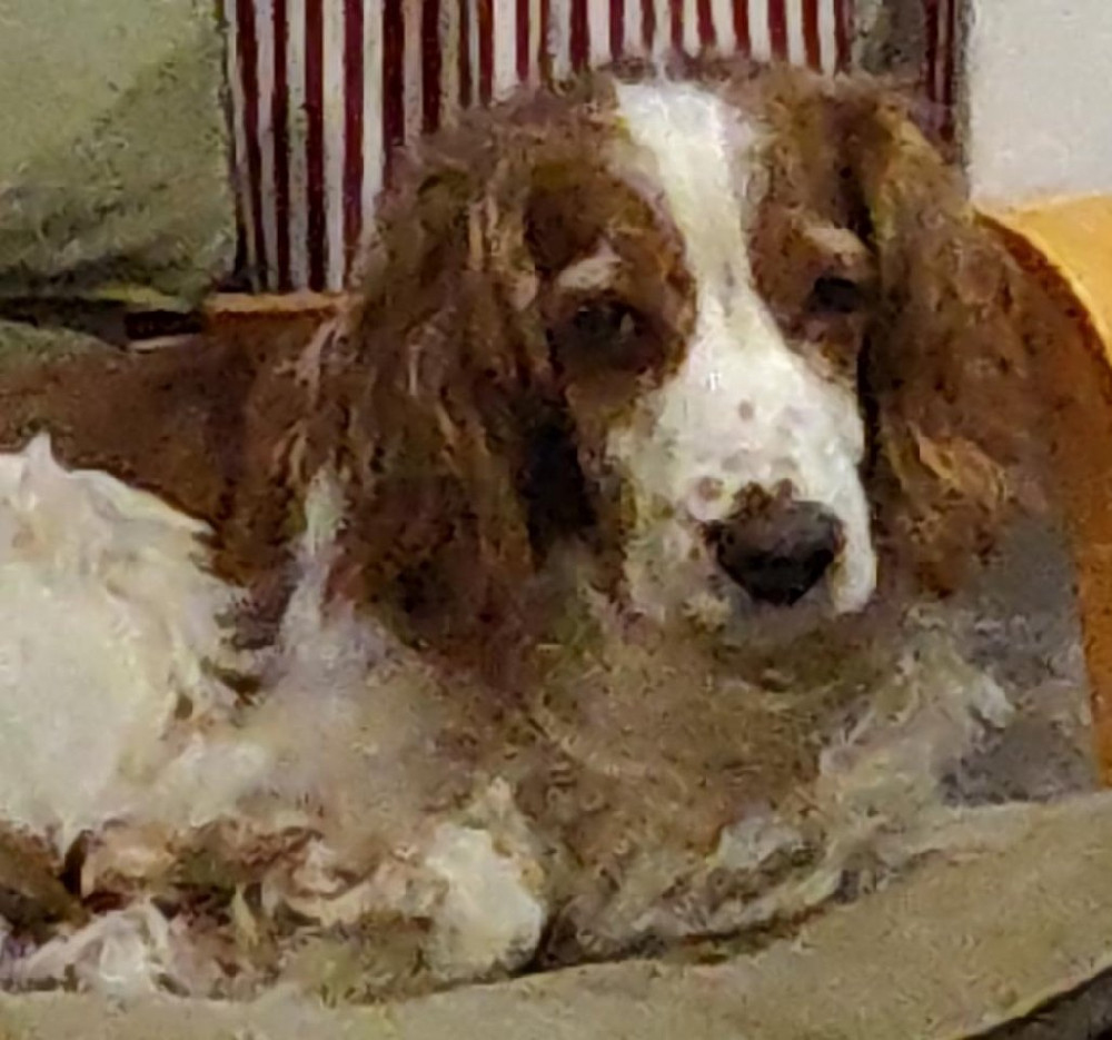 Welsh Springer Spaniel