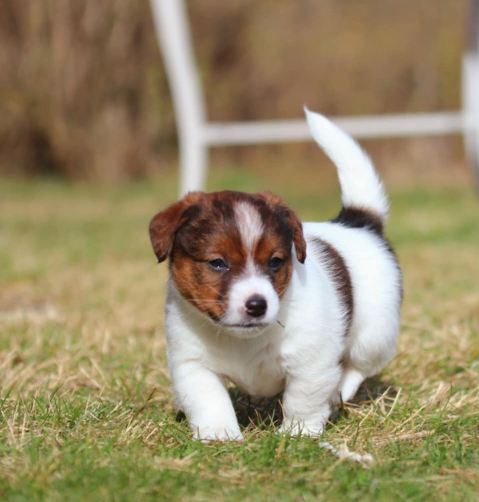Russelltorpet