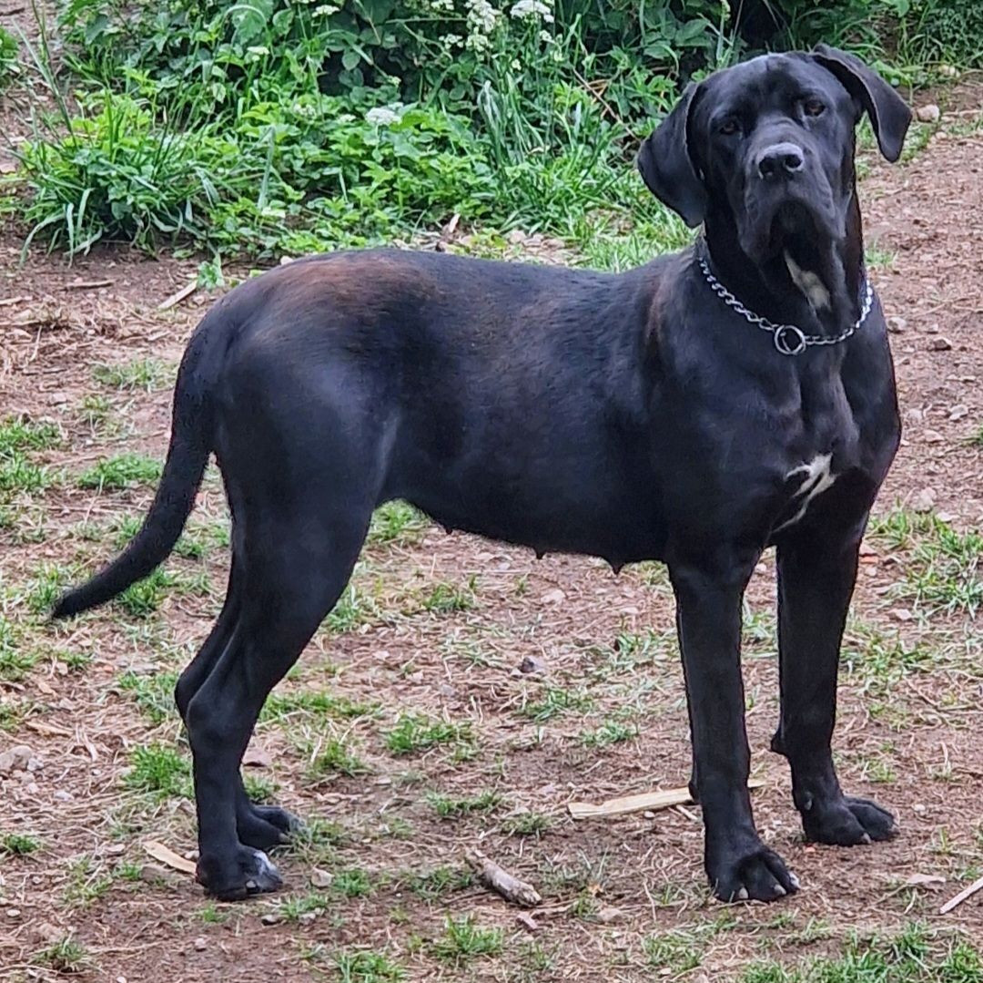 Cane corso