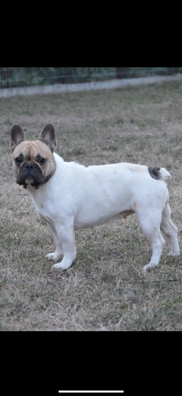 Los Dinegro's kennel
