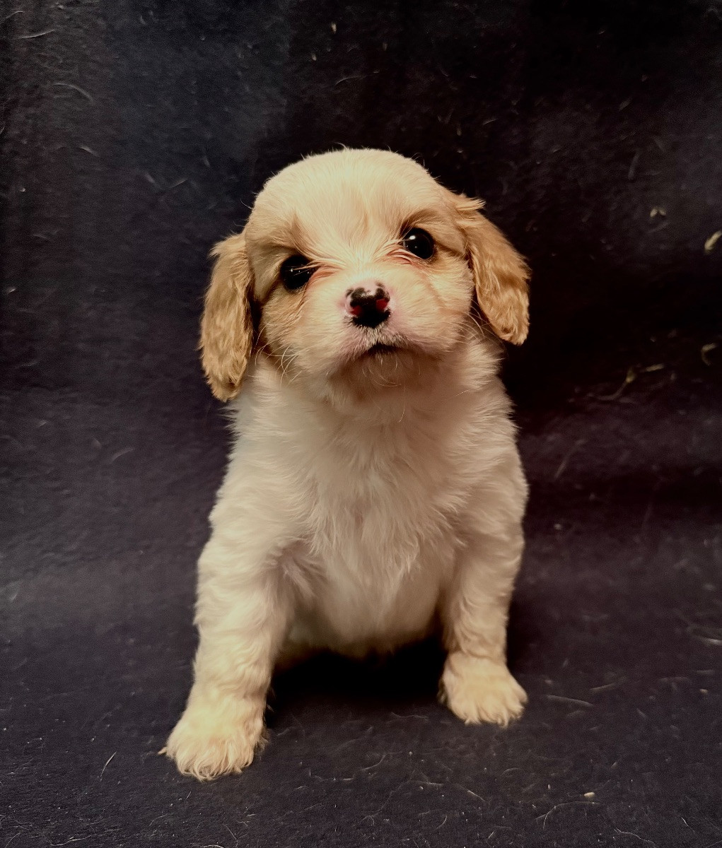 Cavalier king charles spaniel · 2025-09-23 · Frillesås · Linda H.