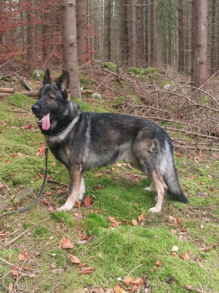 Kennel Snibor Anzi