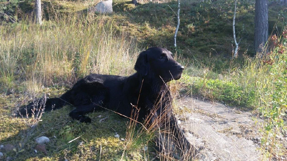 Kennel Widomain