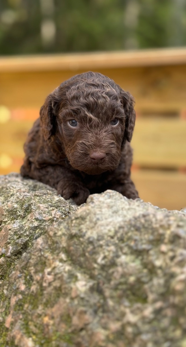 Isadoras Pudel och Cockerpoo