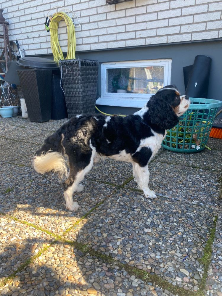 Cavalier King Charles Spaniel