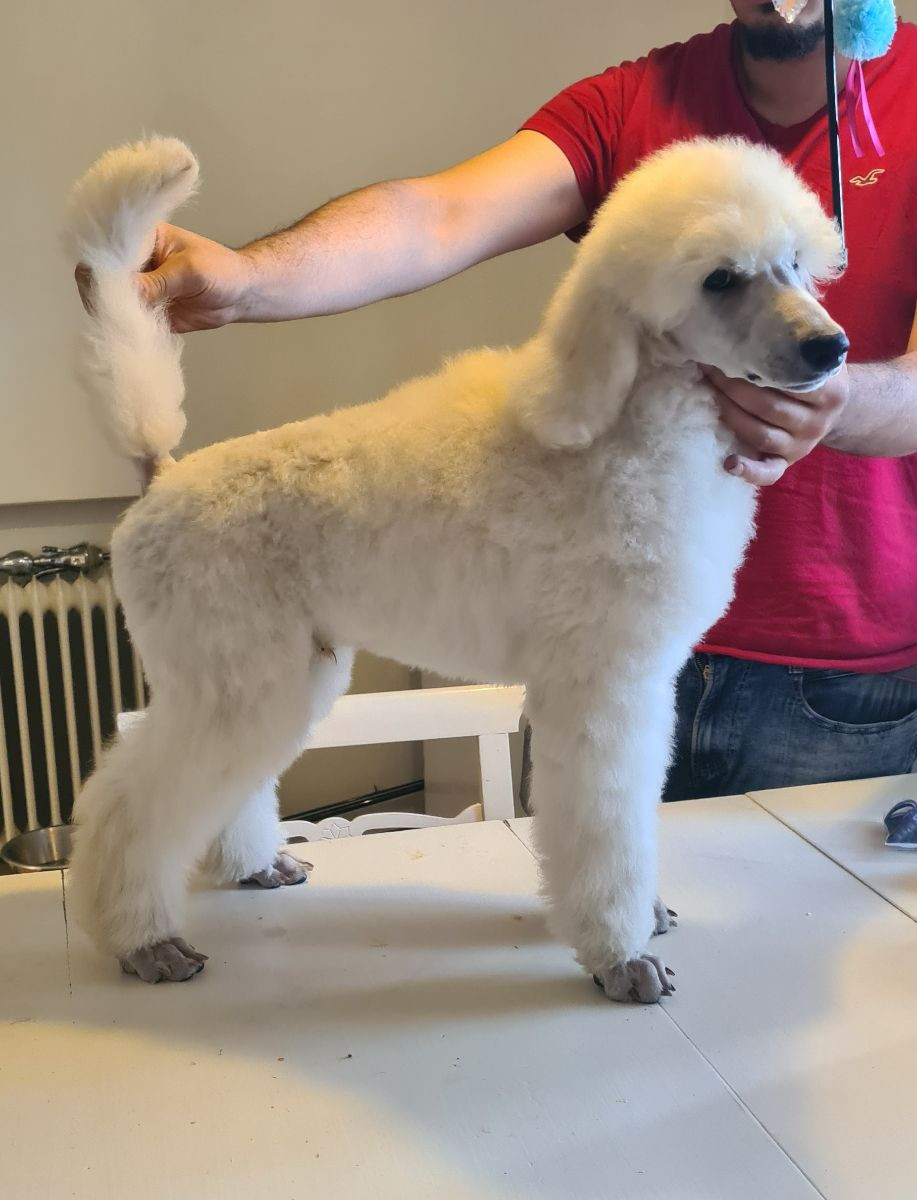 Standard Poodle