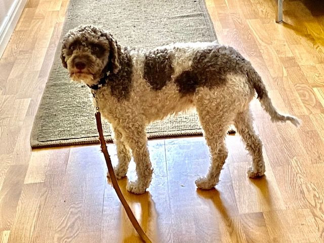 Redéns Lagotto