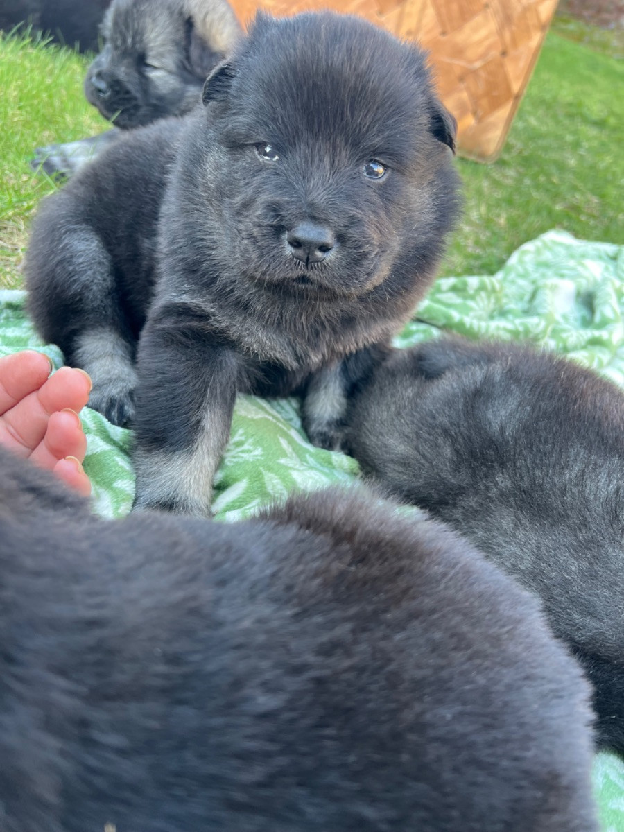Skogstuvans