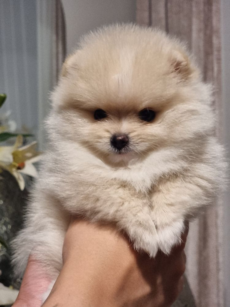 Exclusive pom