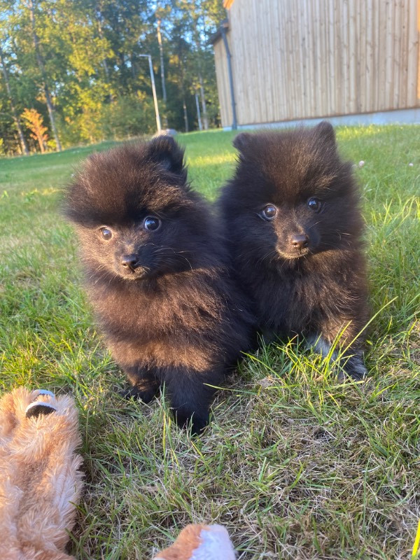 Piontassens kennel
