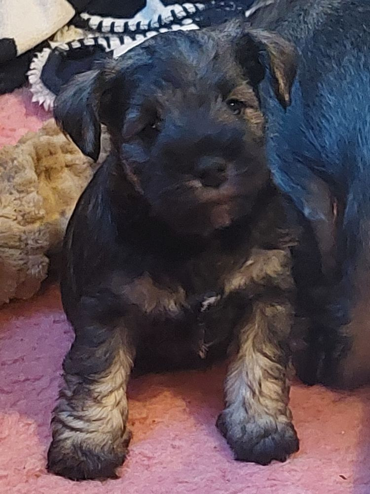 Schnauzerzone