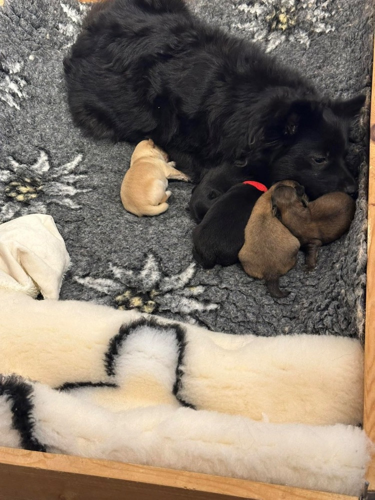 German Spitz – Mittelspitz