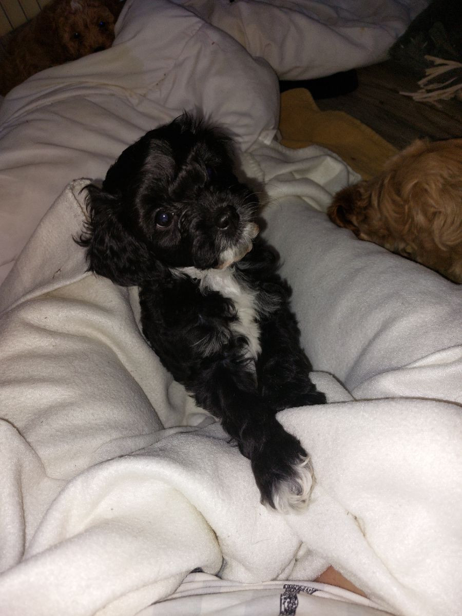 Shihpoo/cokerpoo