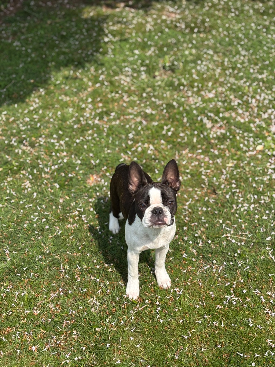 Bostonterrier