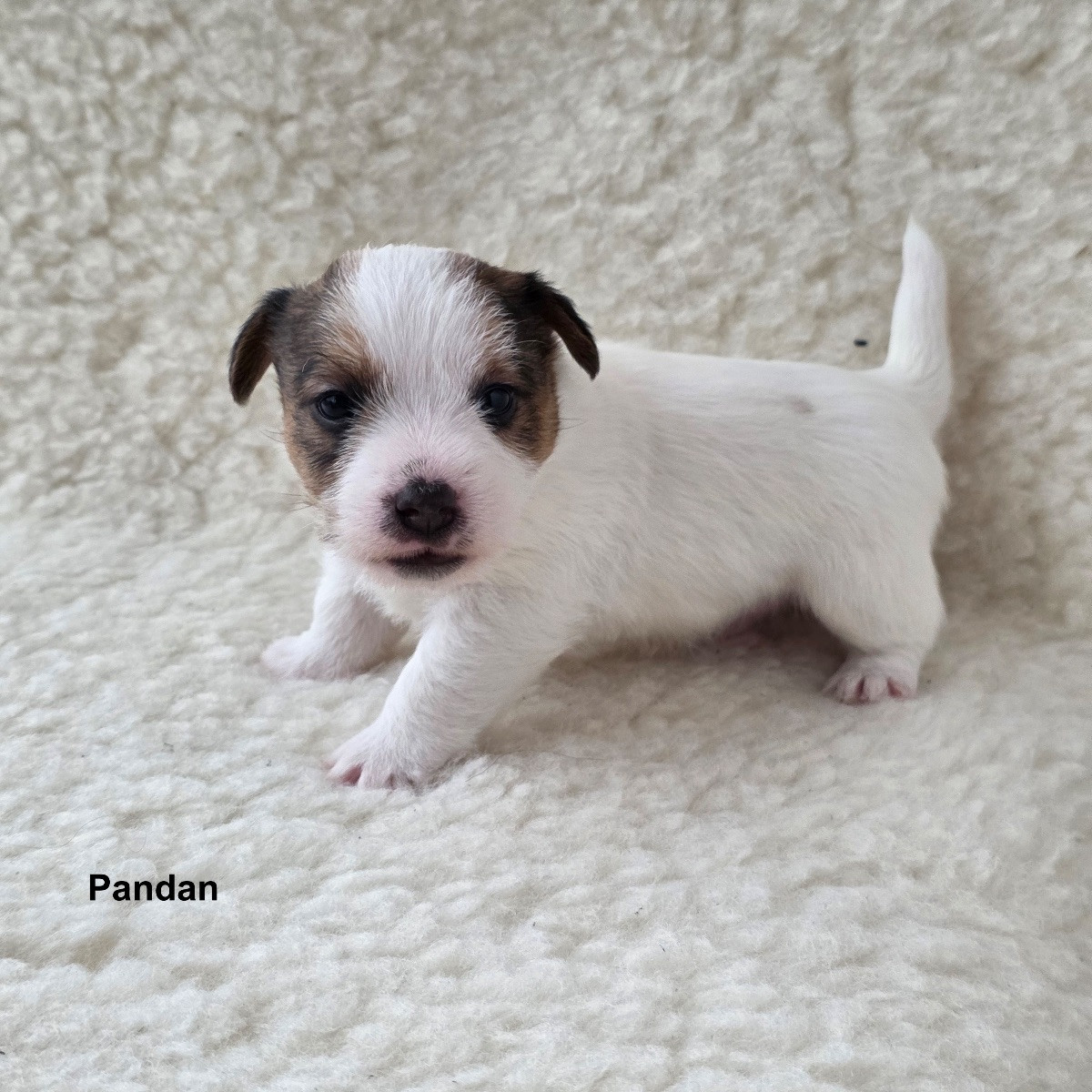 Jack Russell Terrier · 2025-11-21 · Värmdö · Ingela J.