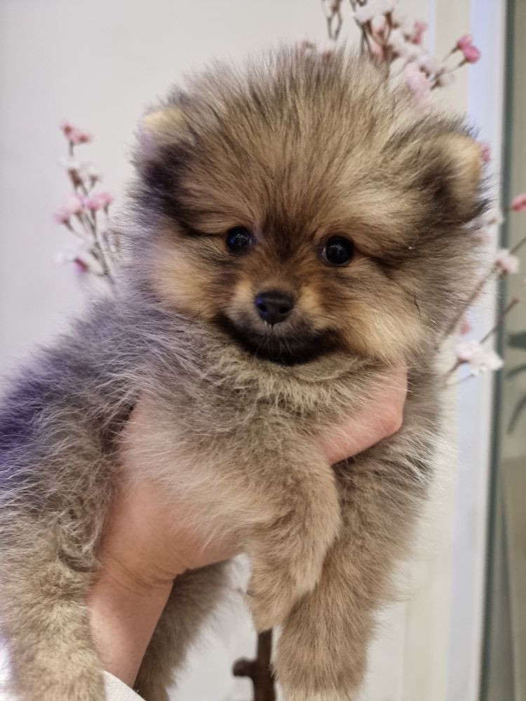 Exclusive pom