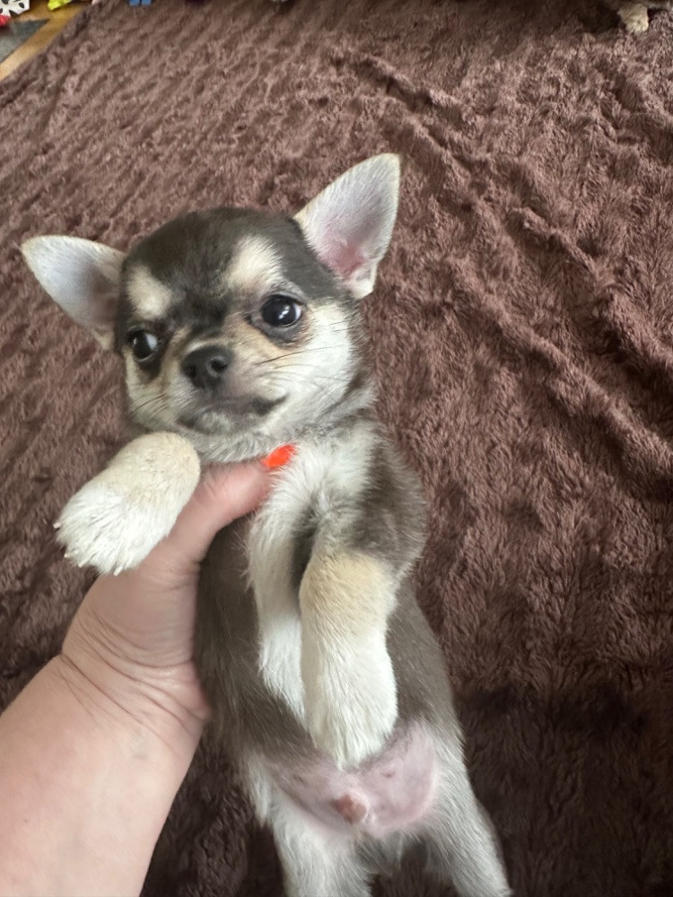 Mini chipette