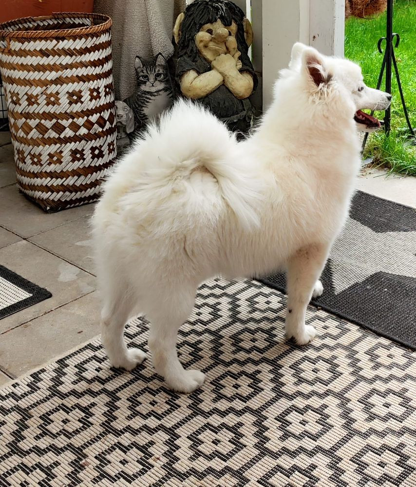 Japanese Spitz