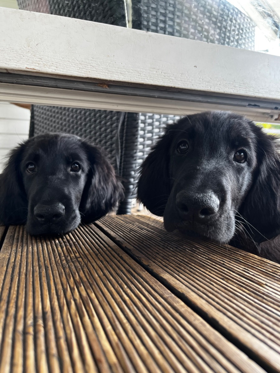 Flat coated retriever