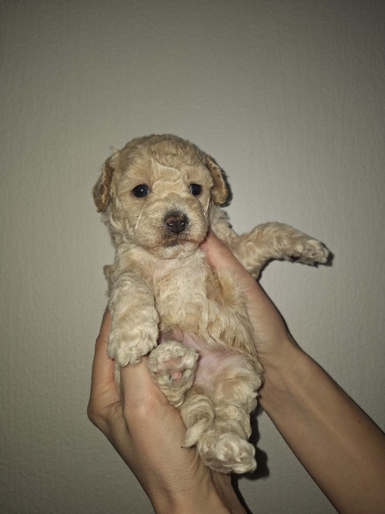 Bichonpoo