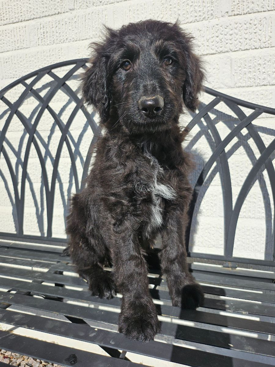 Borderdoodle Pudel Border Collie valpar