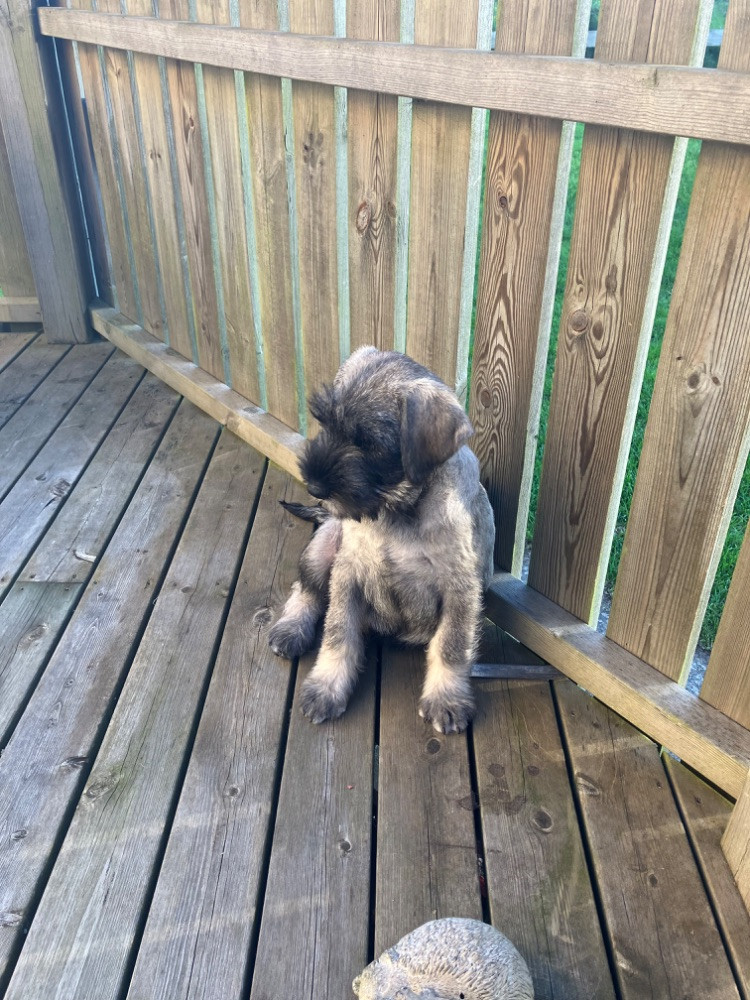 Cubits kennel