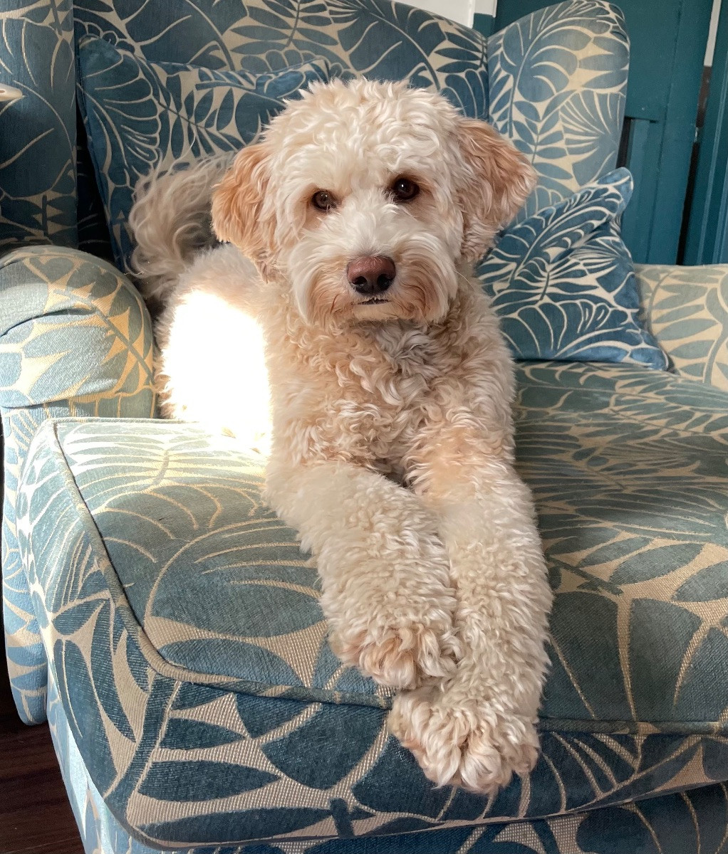 101 Labradoodles