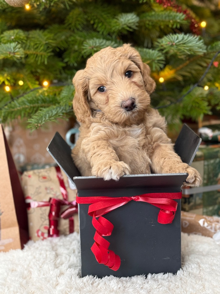 Labradoodle · 2025-11-11 · Trelleborg · Caroline J.
