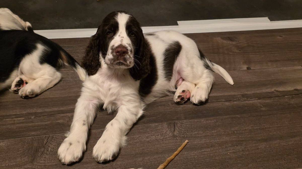 English Springer Spaniel