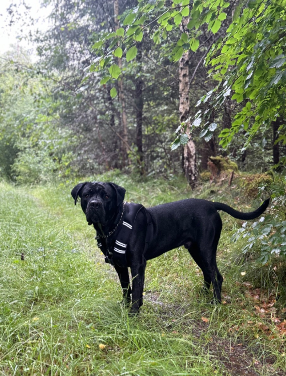 Dvärgpinscher