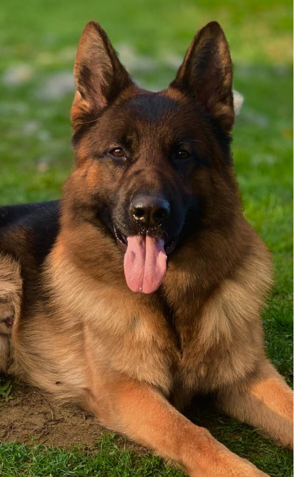 German Shepherd Dog