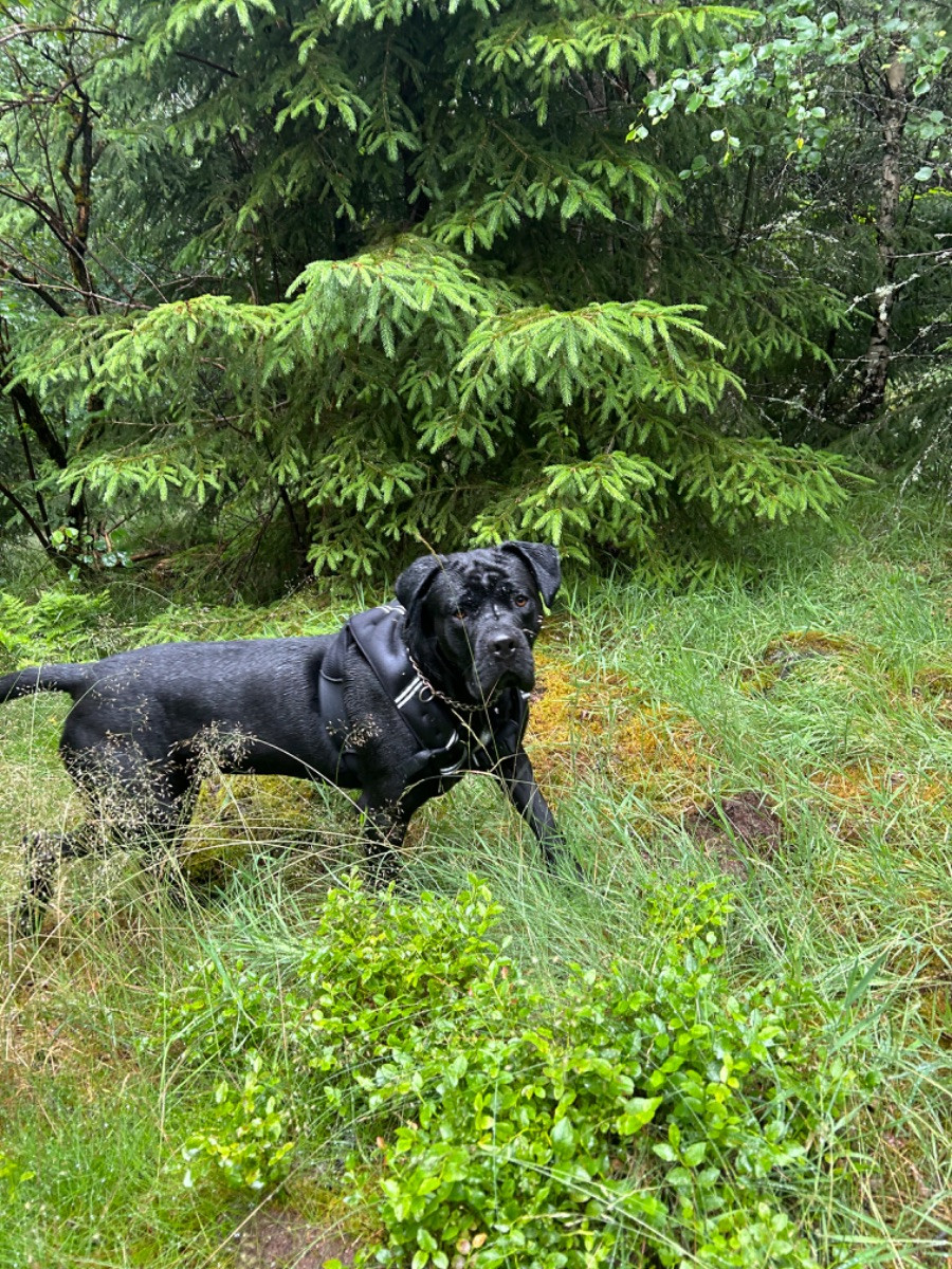 Dvärgpinscher