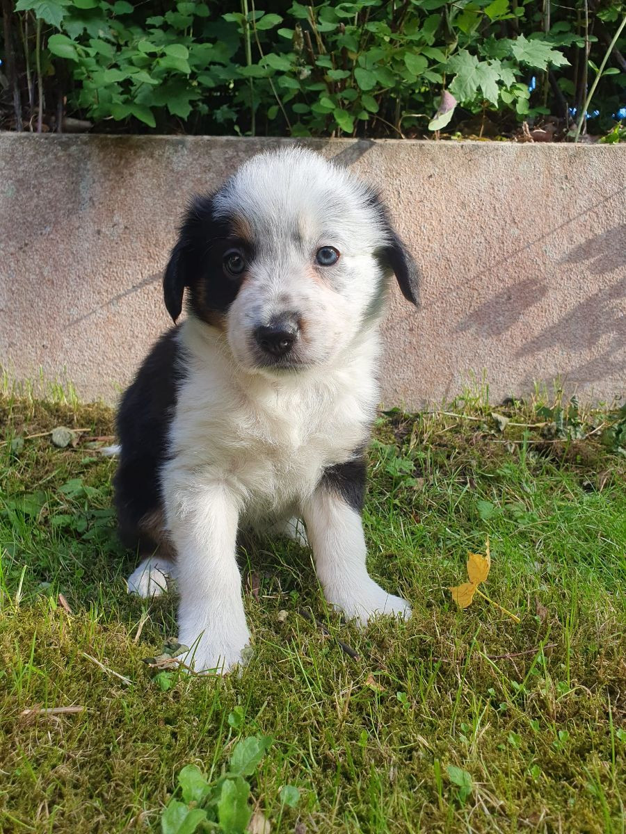 Canis