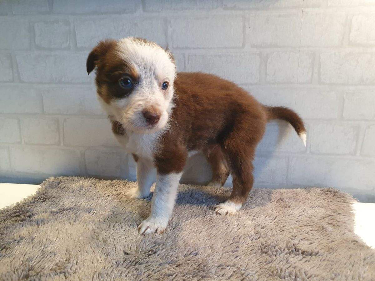 Border collie