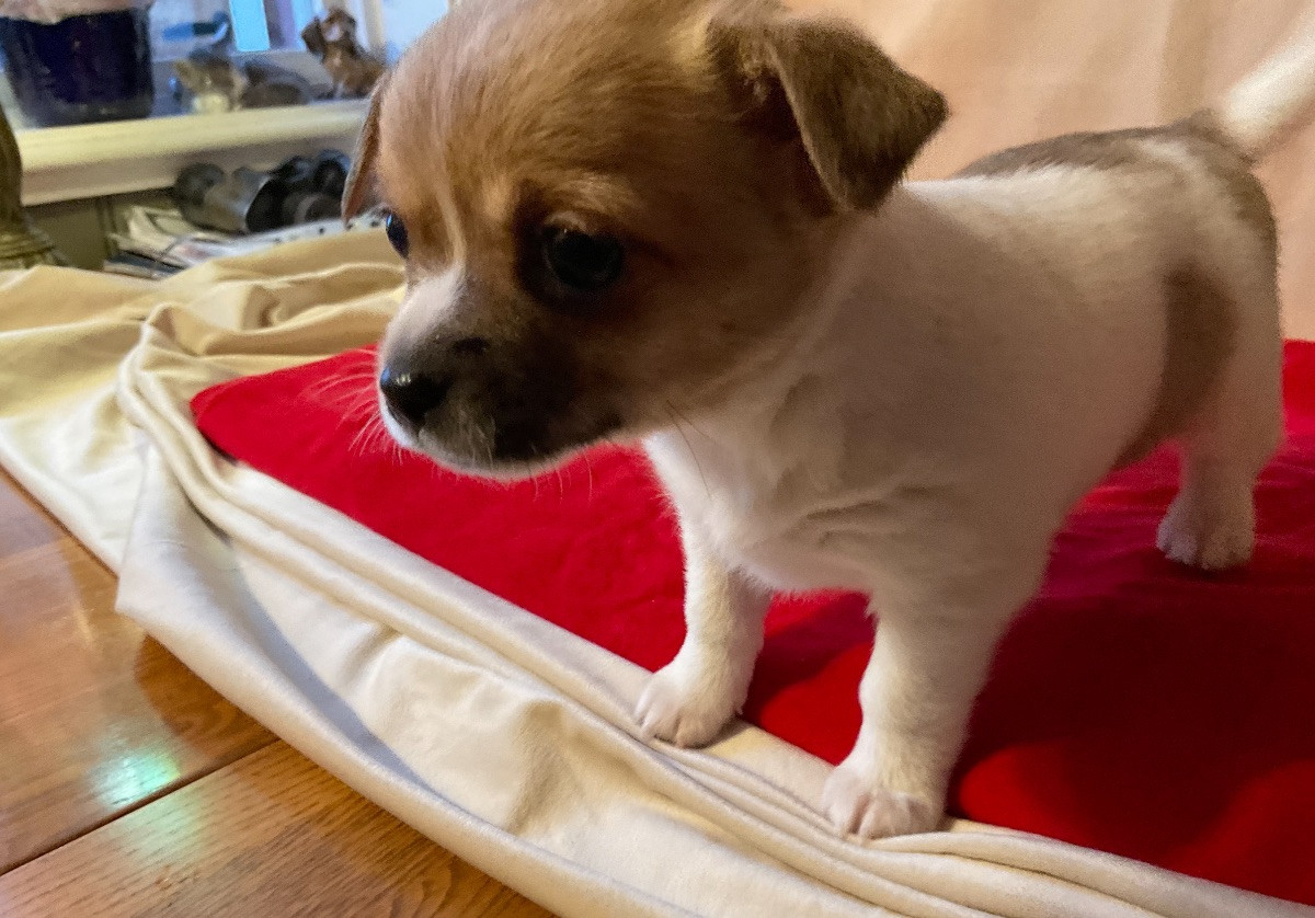 Chihuahua/Papillon · 2025-11-03 · Sandöverken · Carina B.